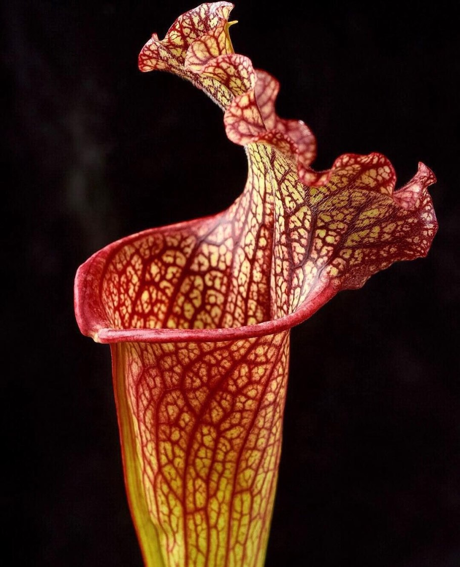 Саррацения Веноза