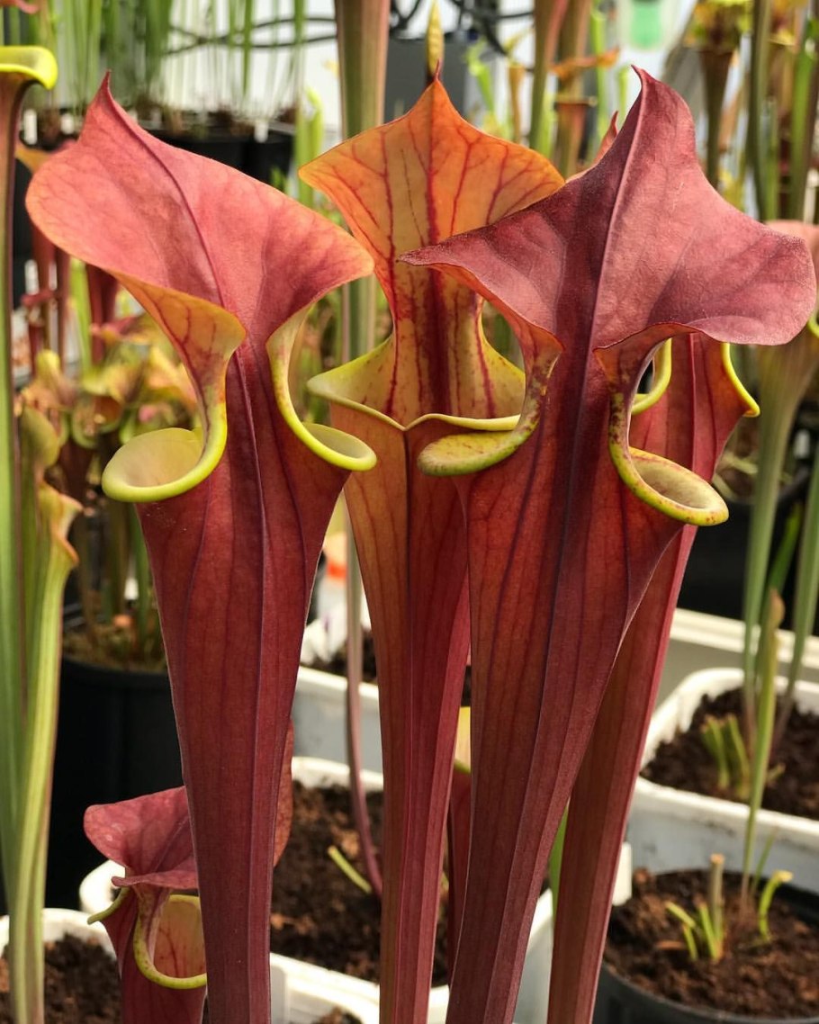 Саррацения пситтацина