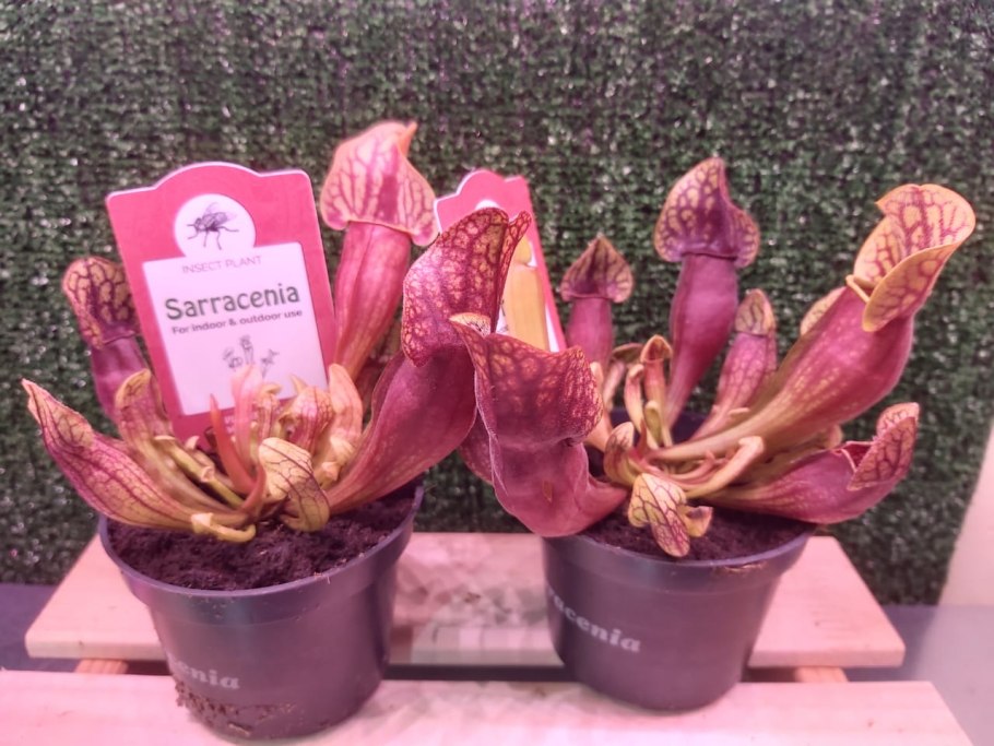 Саррацения Веноза