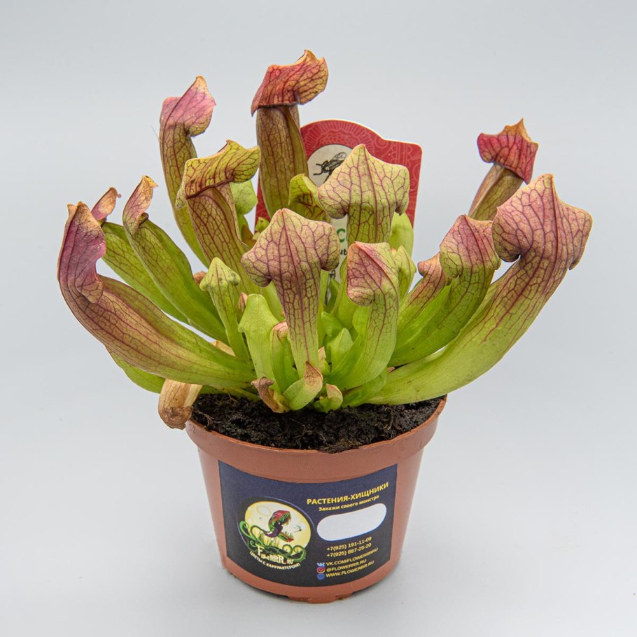 Pleurothallis Sarracenia