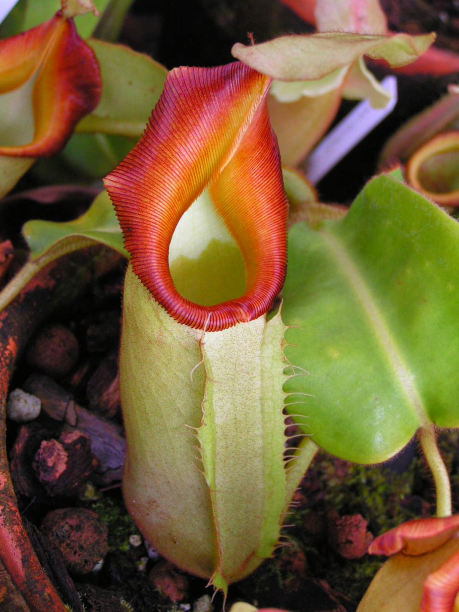 Саррацения Джудит