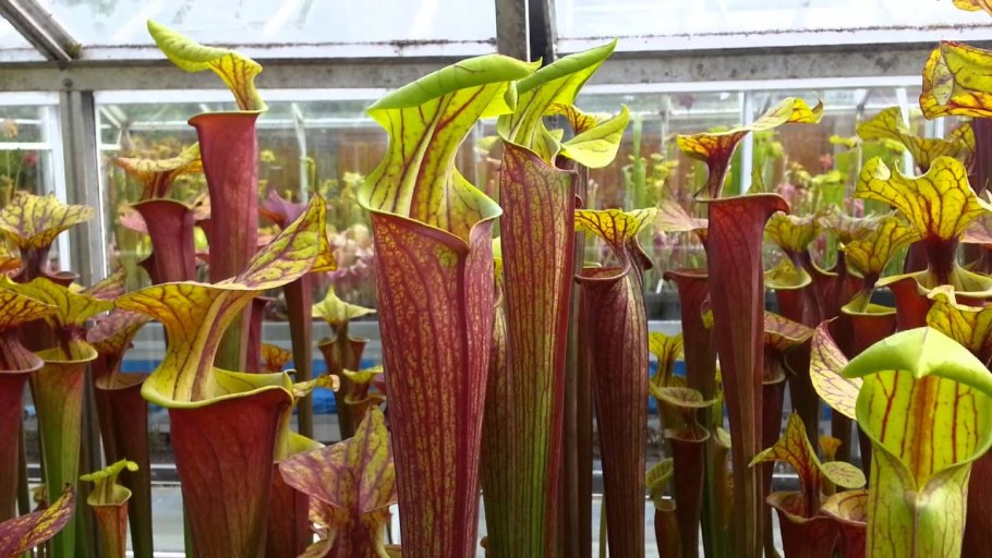 Sarracenia purpurea (Pitcher Plant)