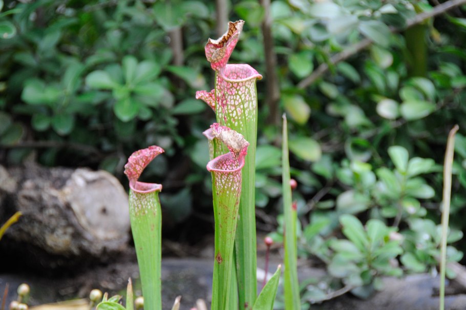 Саррацения марун