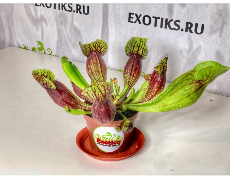 Дракула саррацения Дракула