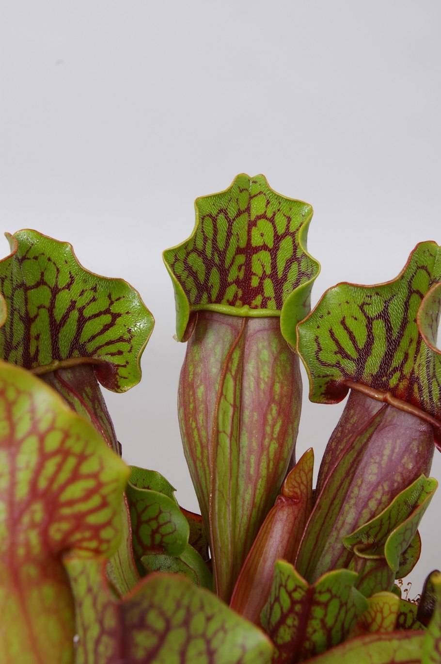 Мухоловка саррацения