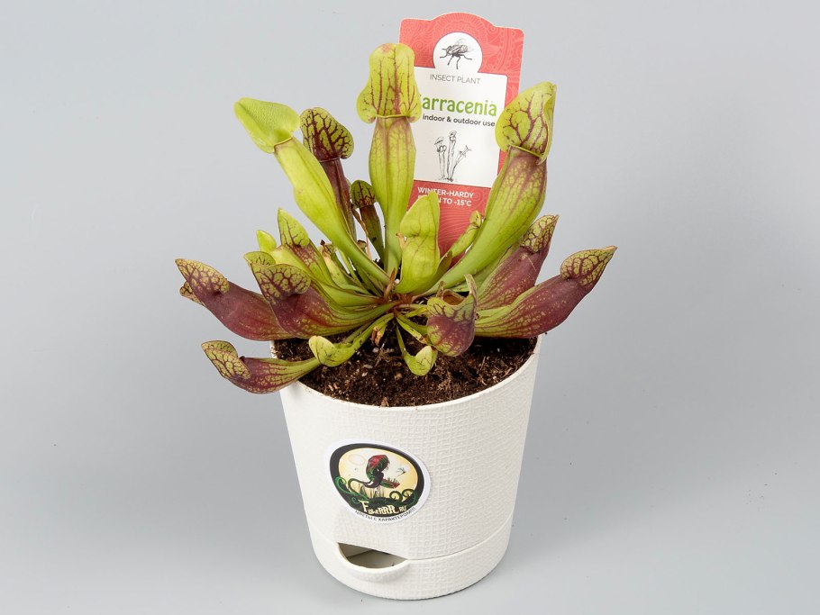 Sarracenia purpurea дома в горшке