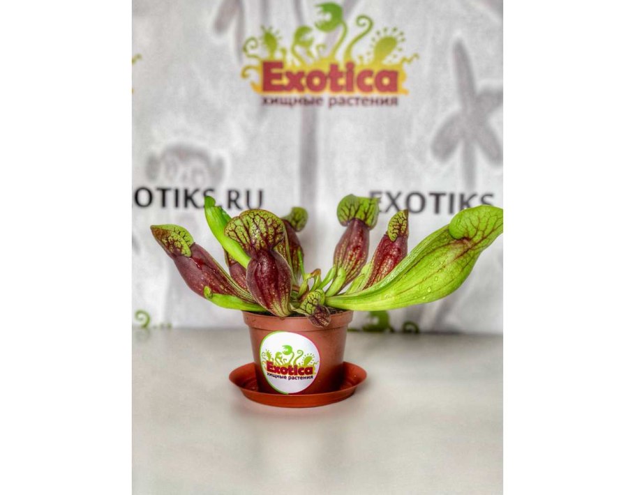 Саррацения марун