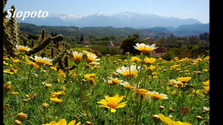 Лесная Флора Англии