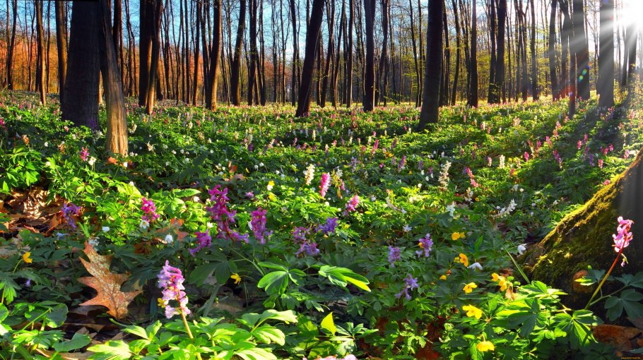 Ботанический сад Кирстенбош Кейптаун