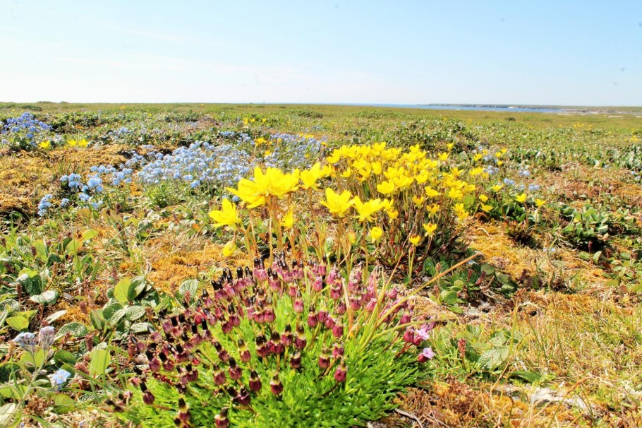 Фаленопсис Мачу Пикчу