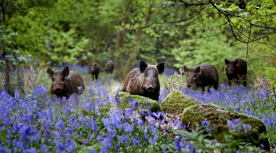 Роза Аппалачи