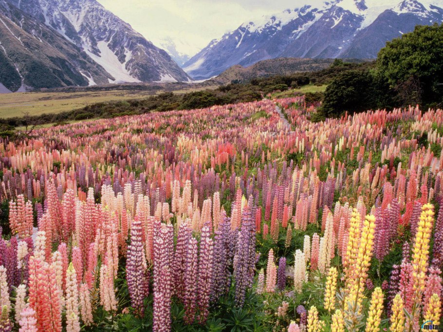 Долина люпинов в новой Зеландии