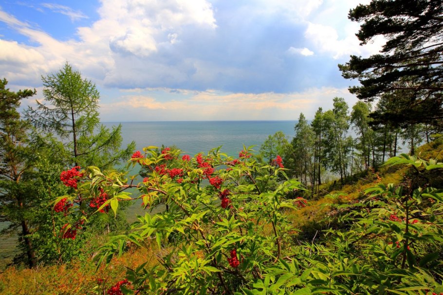 Кабардино-Балкарский высокогорный заповедник Флора