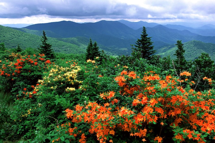 Роза Аппалачи канадская