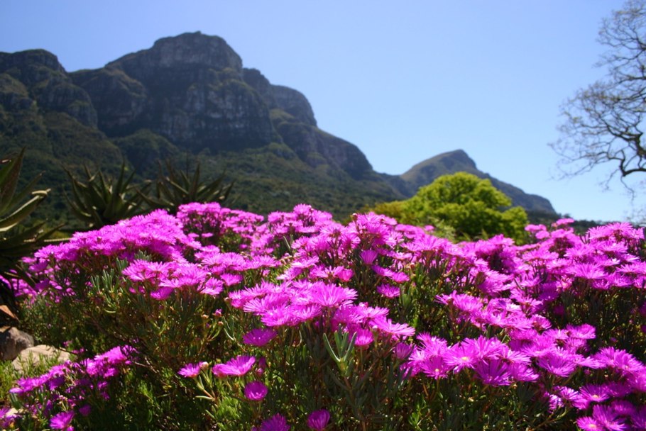 Хвойный лес Северной Америки