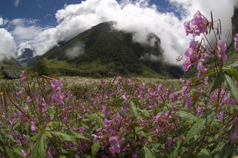 Климат, Флора фауна Швейцарии