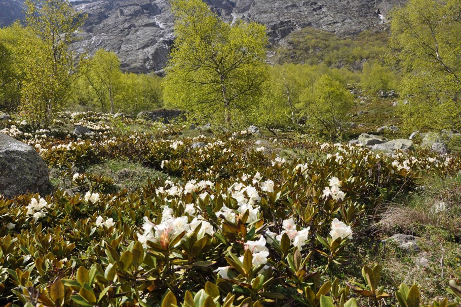 Долина цветов Уттаракханд