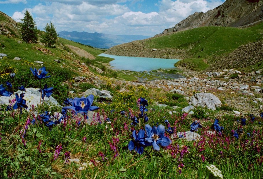 Растительный и животный мир Бельгии