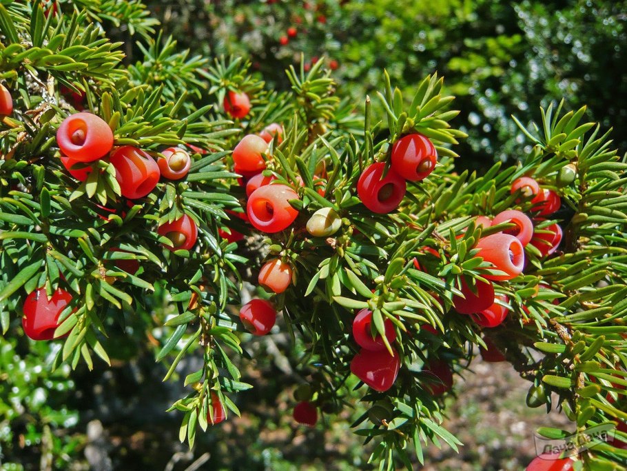 Taxus baccata плод