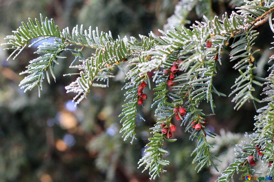 Тисс ягодный (Taxus baccata