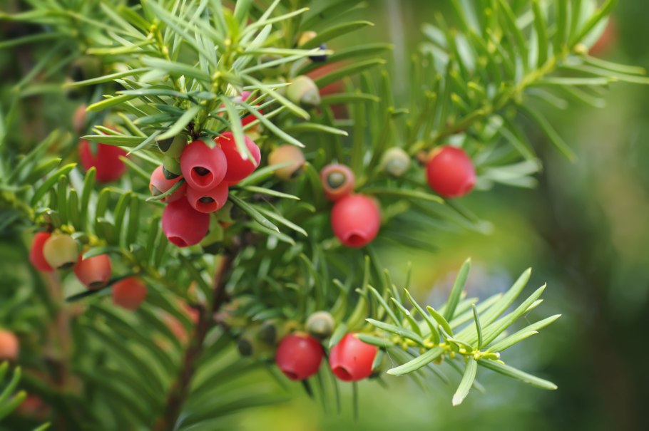 Тис ягодный (Taxus baccata David p9)