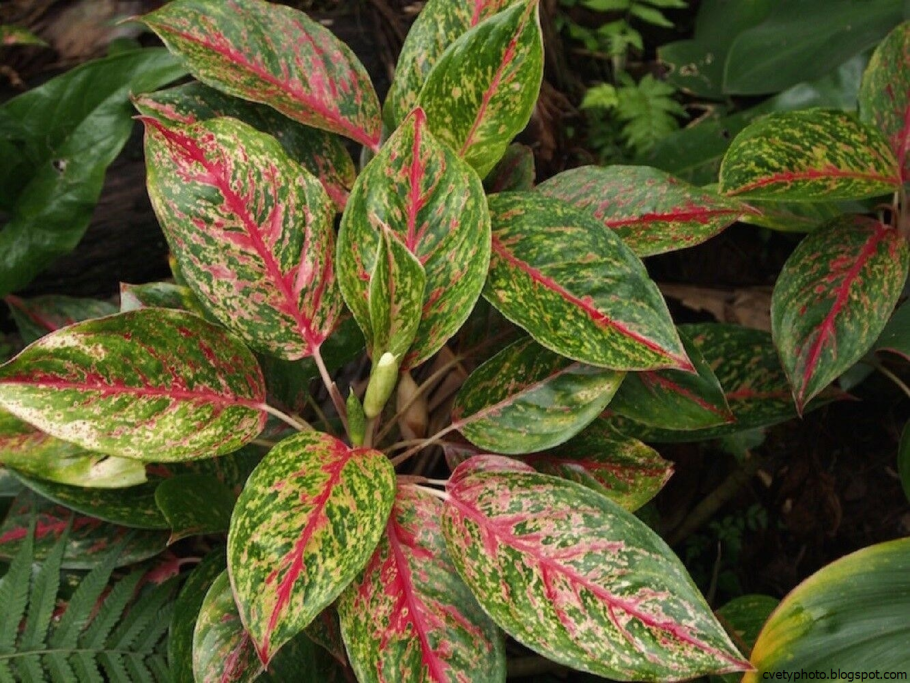 Аглаонема Кутласс Грин леди