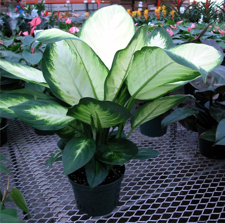 Aglaonema nitidum