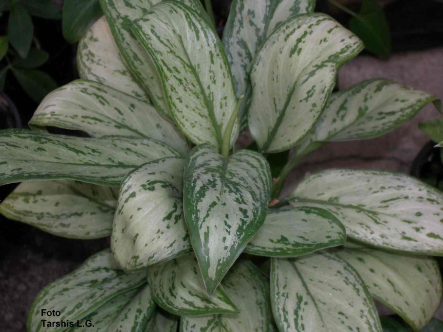 Аглаонема продолговатолистная