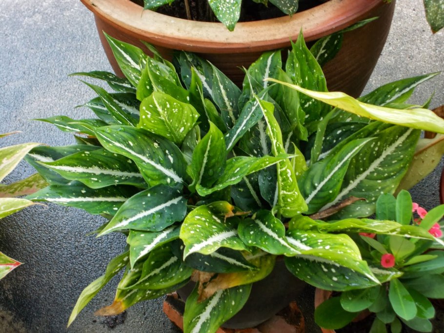 Аглаонема Тай Сноу