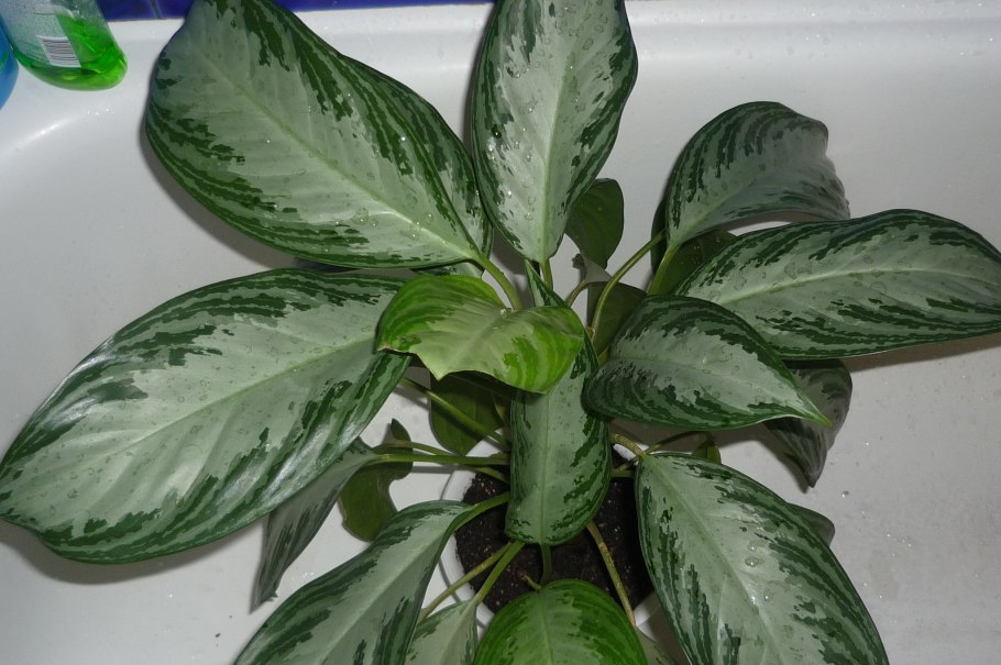 Бегония Диффенбахия