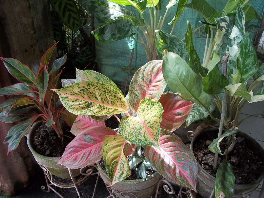 Аглаонема Ароидные