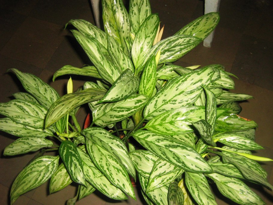 Аглаонема Спарклинг