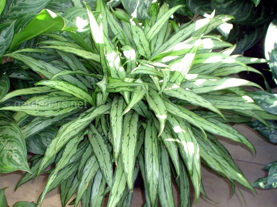 Аглаонема костатум