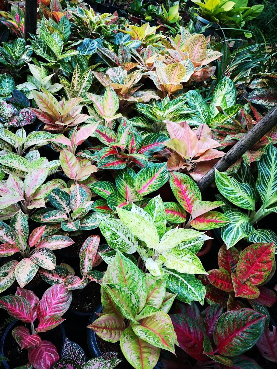 Аглаонема бай Кай