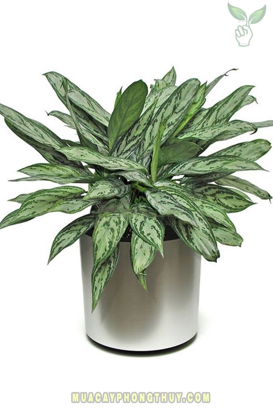 Аглаонема Робелена