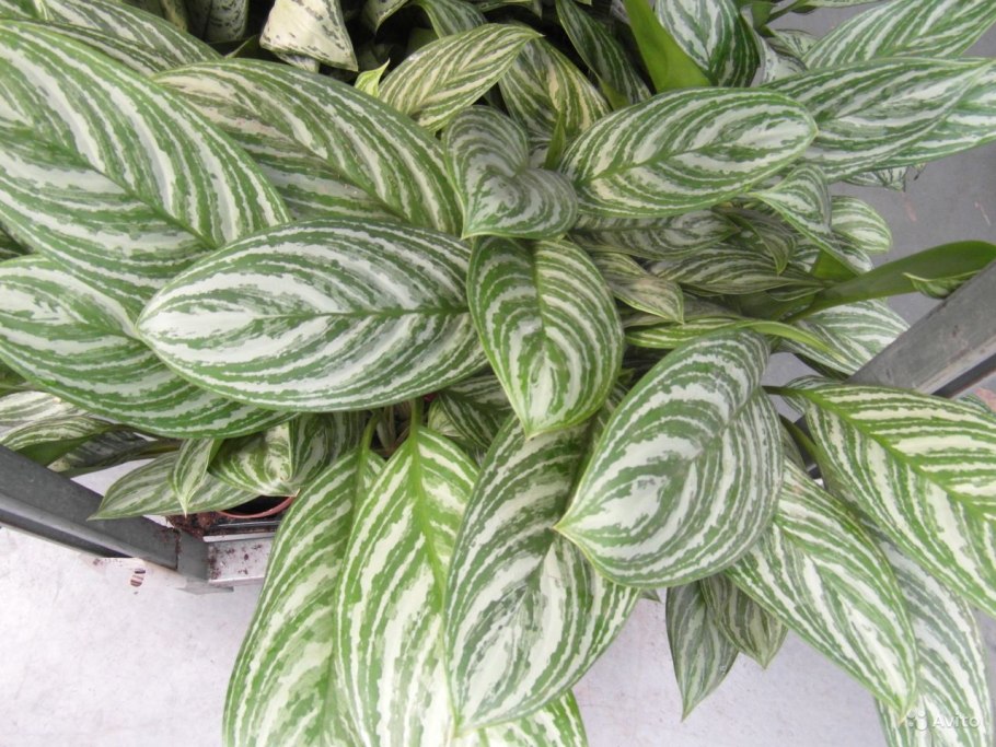 Аглаонема Тигрес на белом фоне