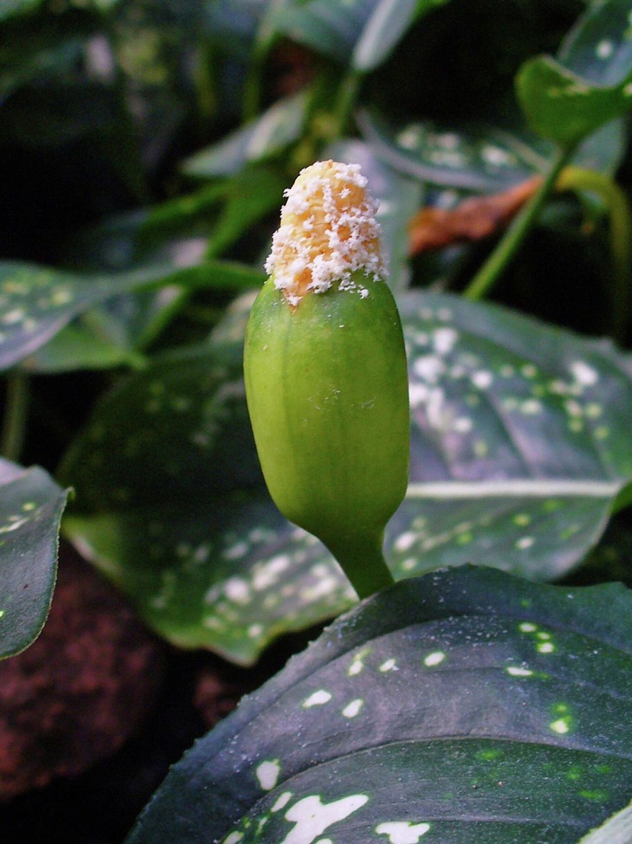 Аглаонема коммутатум