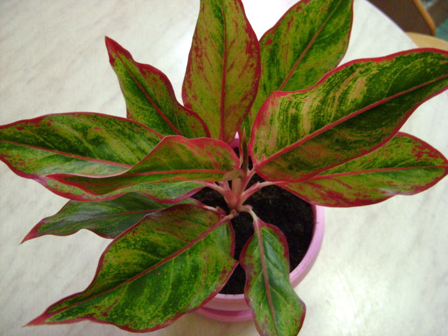 Aglaonema nitidum