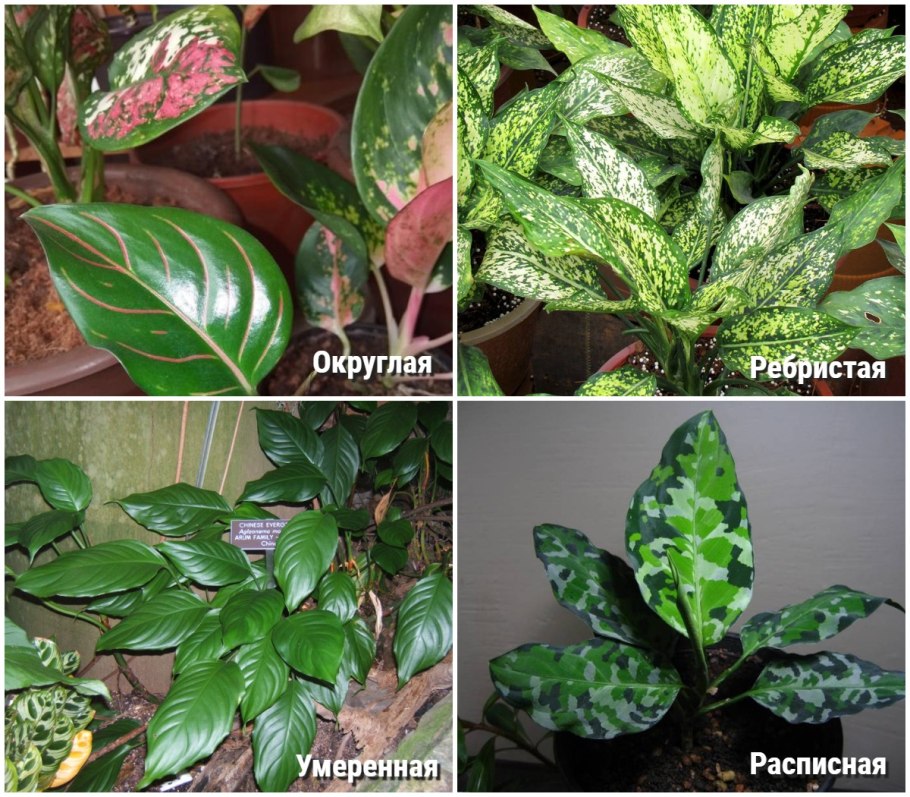 Аглаонема Липстик