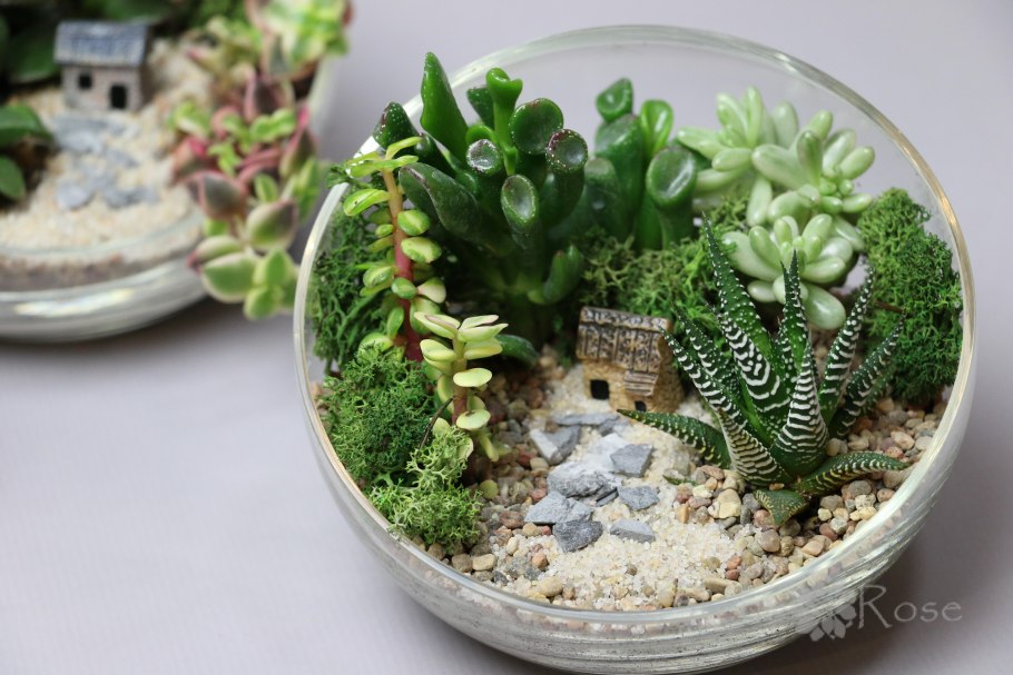Флорариум с суккулентами и кактусами