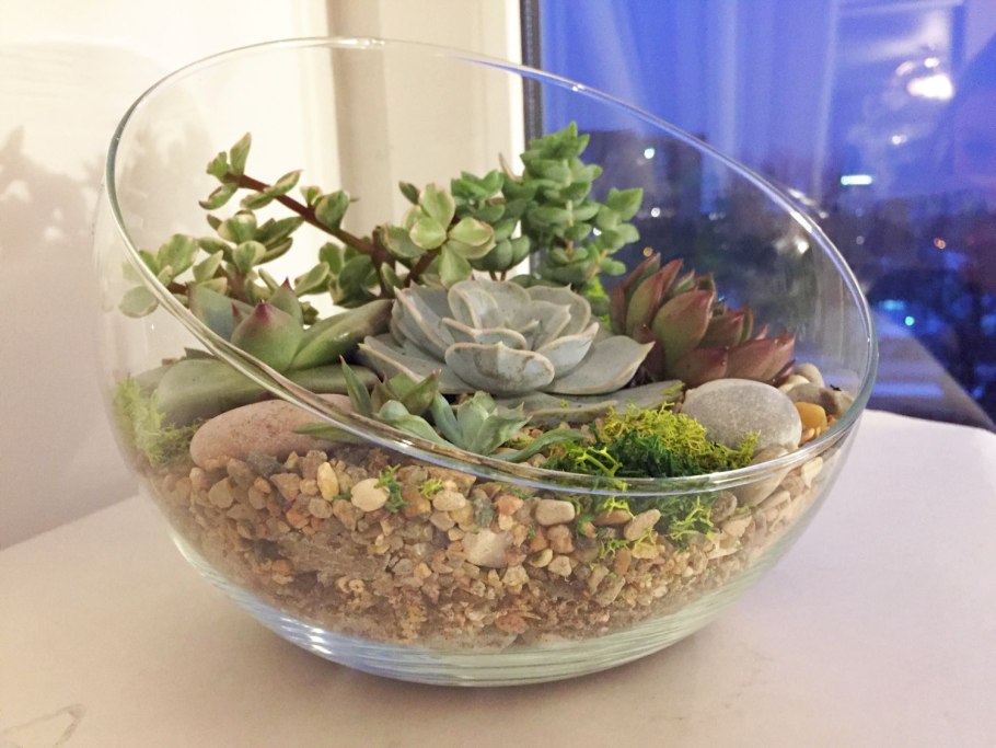 Фитофлорариум Суккуленты