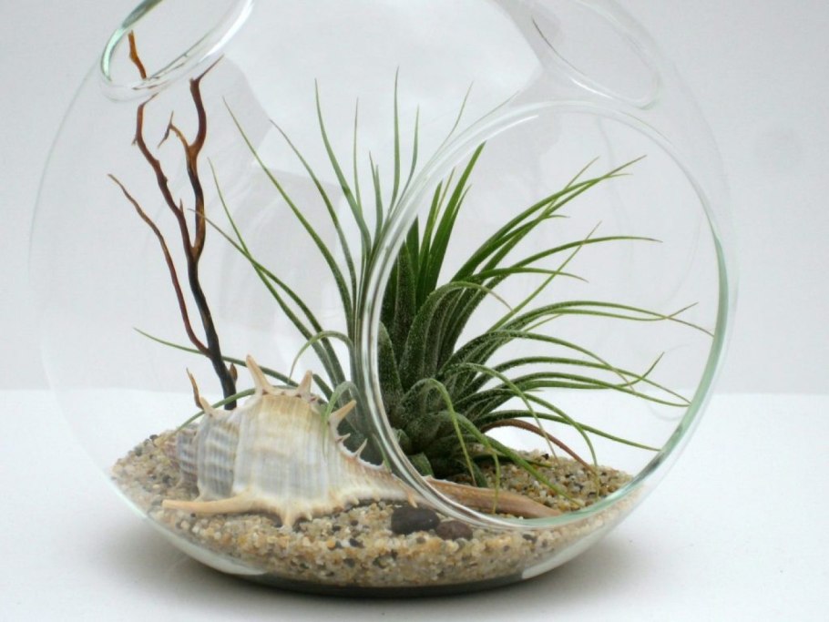 Злаковый АИР В флораиум