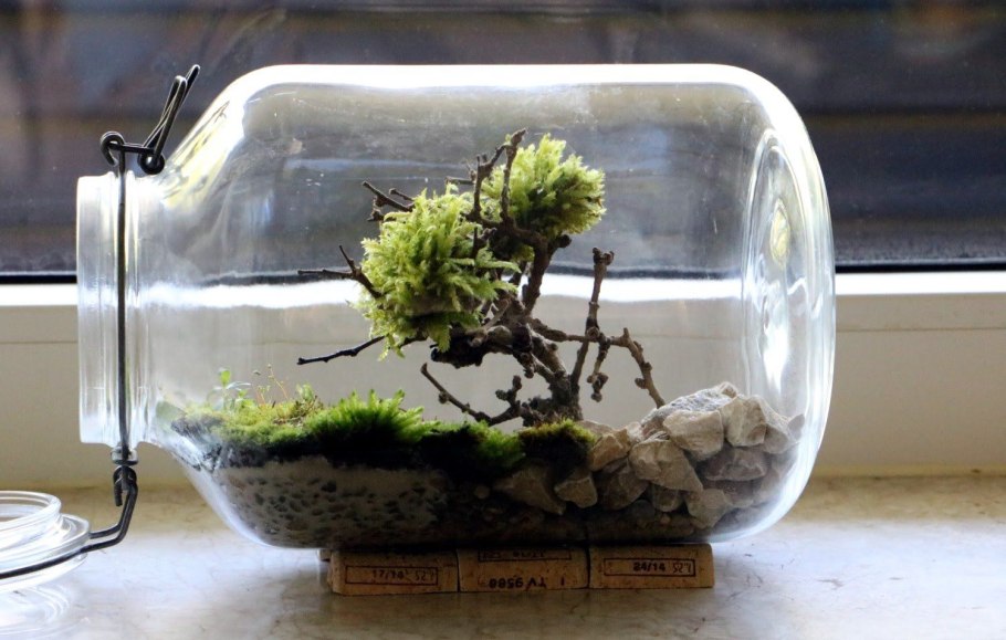 Флорариум замкнутая экосистема