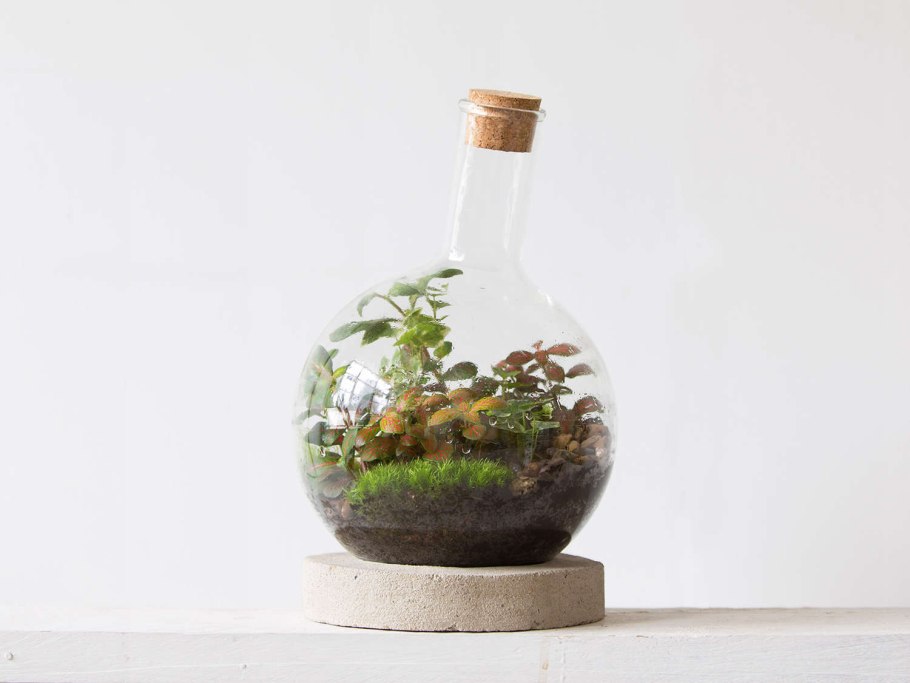 Дэвид Латимер экосистема