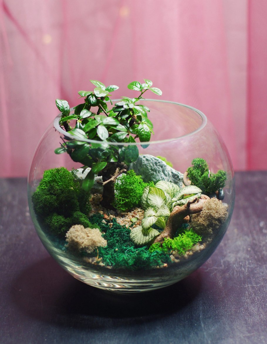 Селагинелла Мартенса. Флорариум