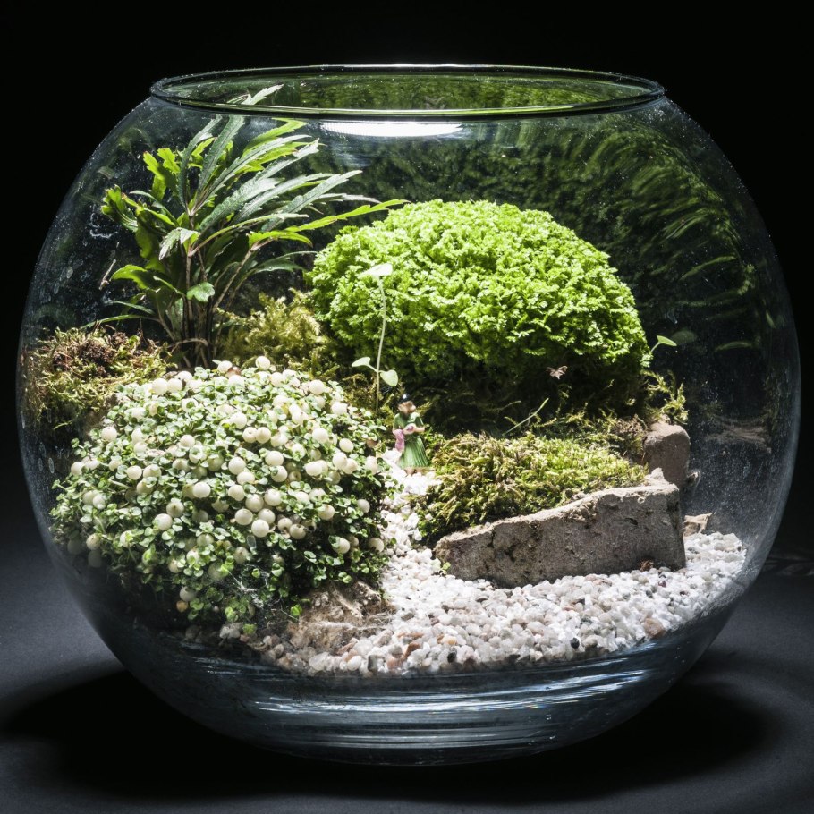 Солейролия флорариум