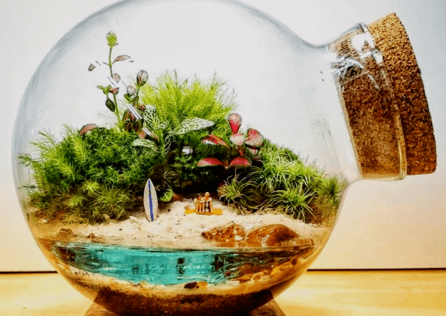 Флорариум болото