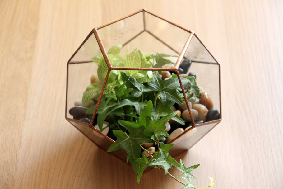 Фиттония флорариум