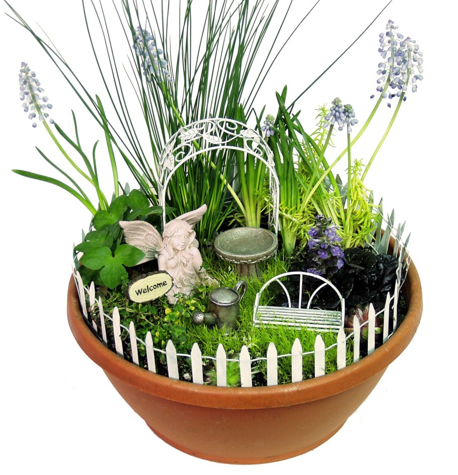 Буксус бонсай