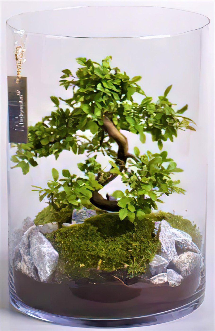 Бонсай в стеклянной колбе